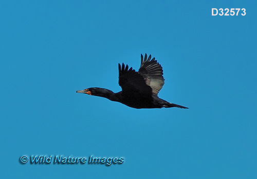 Double-crested Cormorant (Phalacrocorax auritus)